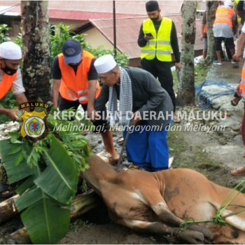 Polda Maluku Sembelih Hewan Kurban