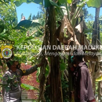 Polsek Teluk Ambon kegiatan pada Kampung Tangguh Nusantara Sagu