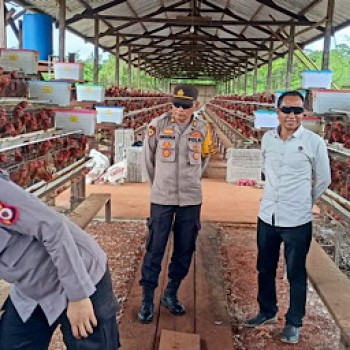 Sangat inspiratif, Kasat Intel Polres Kepulauan Tanimbar dukung ketahanan pangan lewat ternak Ayam petelur