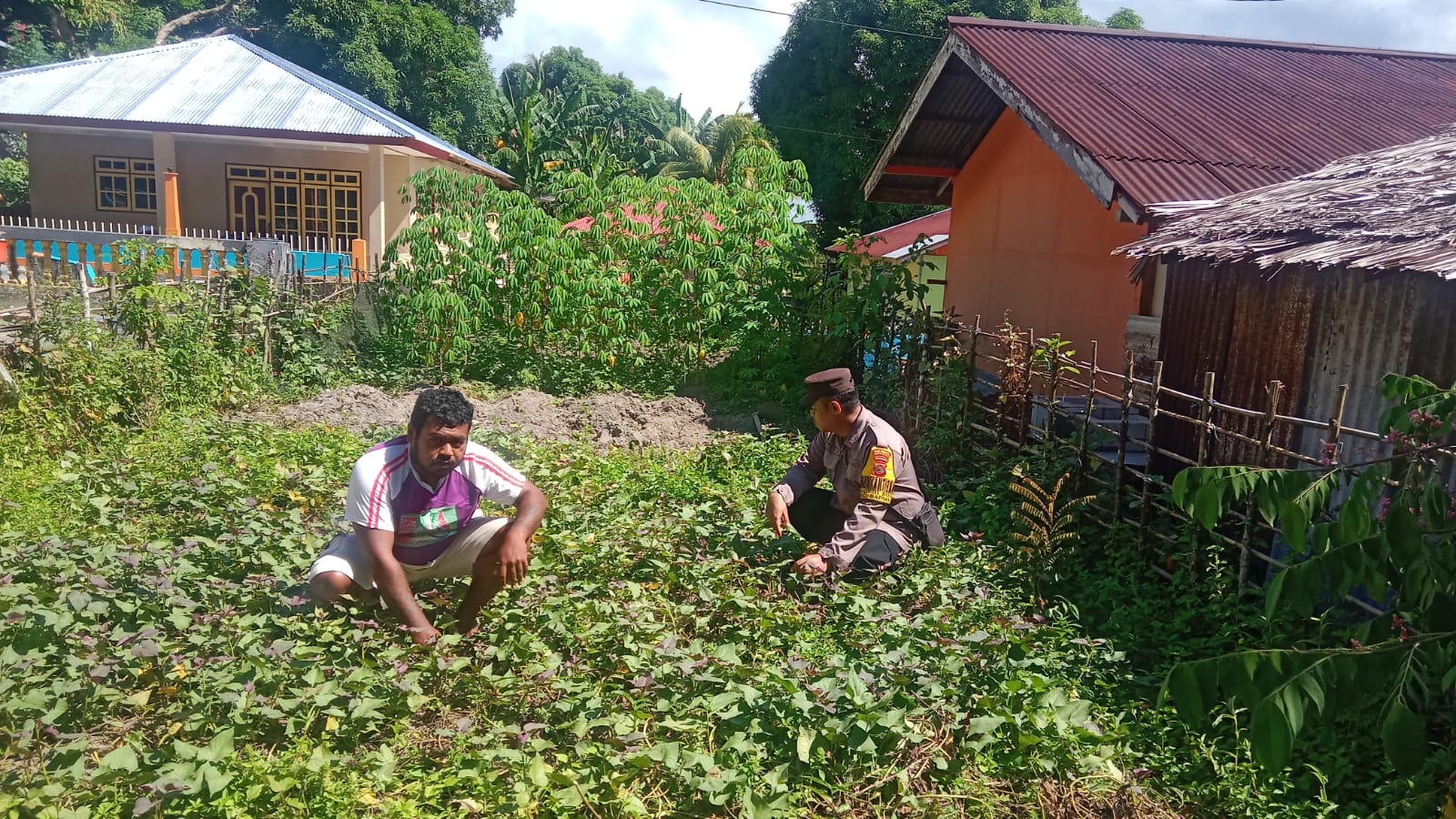 BHABINKAMTIBMAS NEGERI BOOI DUKUNG KETAHANAN PANGAN MELALUI PROGRAM 