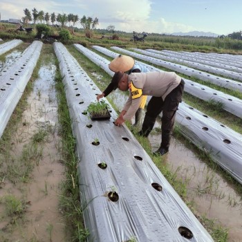 Dukung Ketahanan Pangan, Bhabinkamtibmas Desa Waisarisa Sambangi Petani di wilayah Binaan